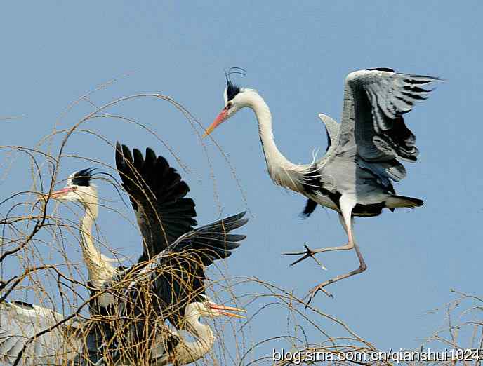 蓝天下勤劳的苍鹭