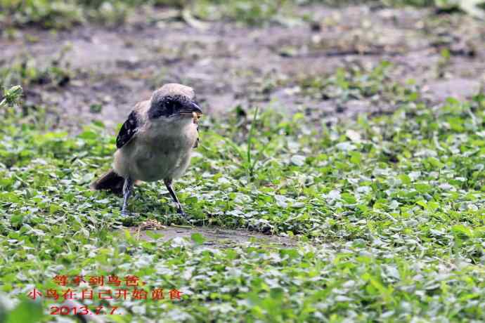 207.小伯劳成长记（3）亲鸟育儿篇