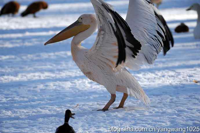 春雪之后（鹈鹕）