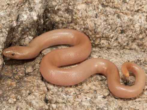 龙：传说的兽原型探秘（树蚺类）