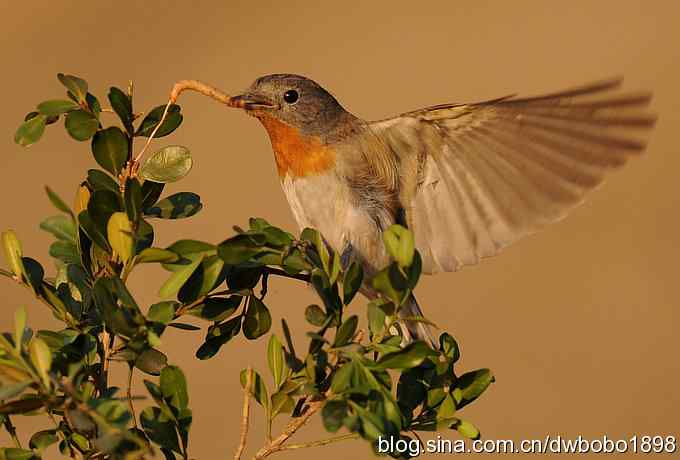 红胸姬鹟温暖的冬日