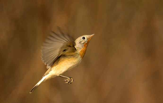 红胸姬鹟的美丽飞翔