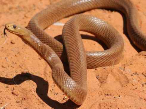 龙：传说的兽原型探秘（澳洲眼睛蛇类）