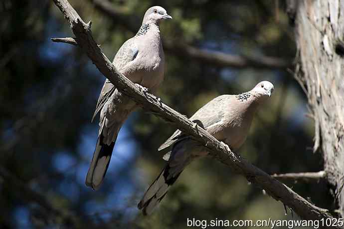 自然和谐的日坛公园（珠颈斑鸠）