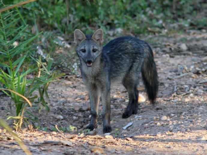 犬科：狐亚科食蟹狐属之食蟹狐
