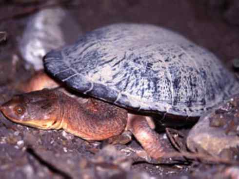 玄武：传说的兽原型探秘（澳洲长颈龟）