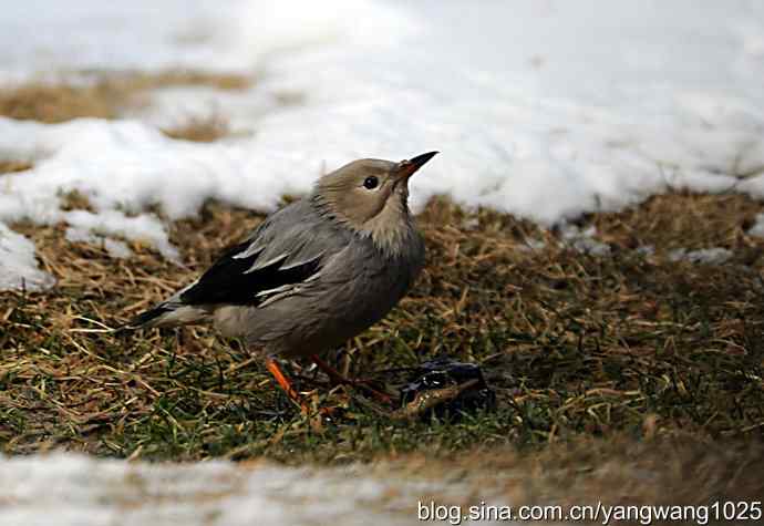 丝光椋(liang)鸟 丝光椋(liang)鸟