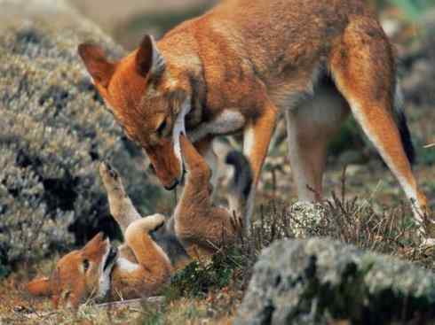 犬科：犬亚科犬属之西门豺、侧纹豺（胡狼类）