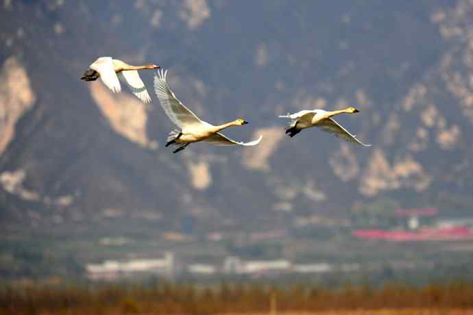 美丽的野鸭湖 美丽的野鸭湖