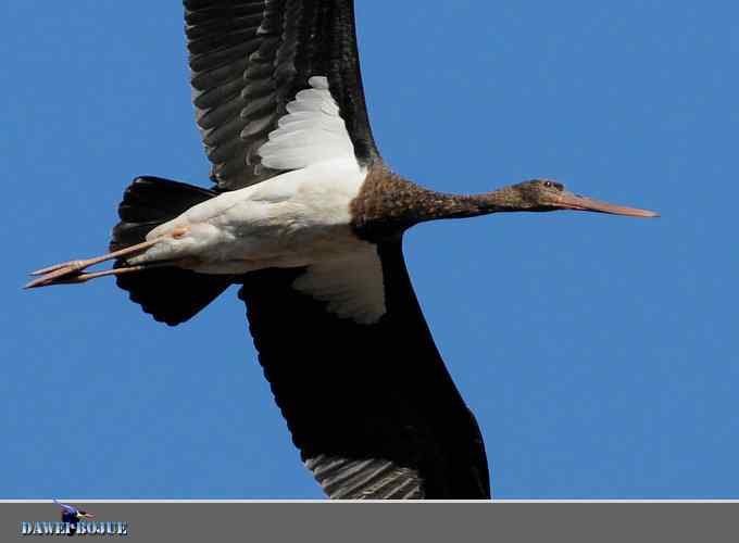 蓝天鹳影 蓝天鹳影