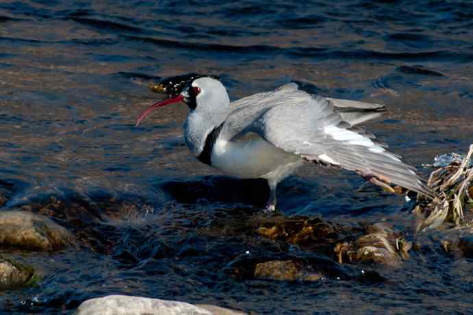 碧水飞侠.鹮嘴鹬 碧水飞侠.鹮嘴鹬