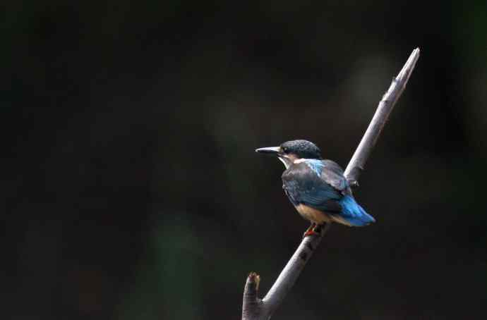 223.可爱小翠---（小翠鸟学本领）互动版