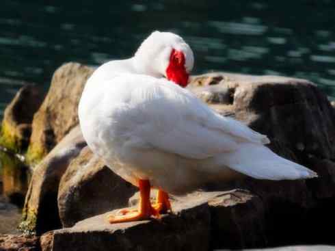 家禽驯化之源之二