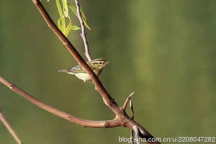 151.圣诞节送上12月份拍新鸟