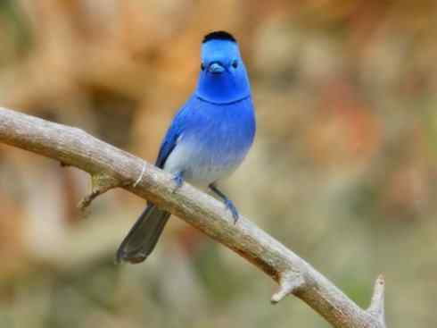 美丽无罪：雀鸟之欣赏2