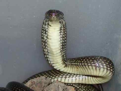 龙:传说的兽原型探秘(眼睛蛇类) 龙:传说的兽原型探秘(眼睛蛇类)