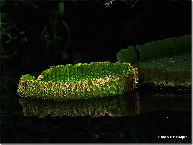 圆明园观赏亚马逊王莲