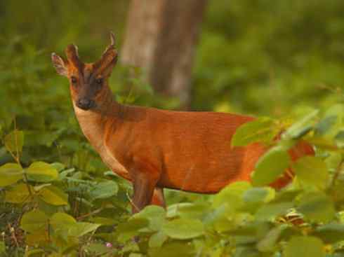 麒麟：传说的兽原型探秘（麂）