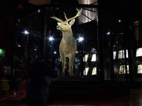 麒麟:传说的兽原型探秘(梅花鹿) 麒麟:传说的兽原型探秘(梅花鹿)