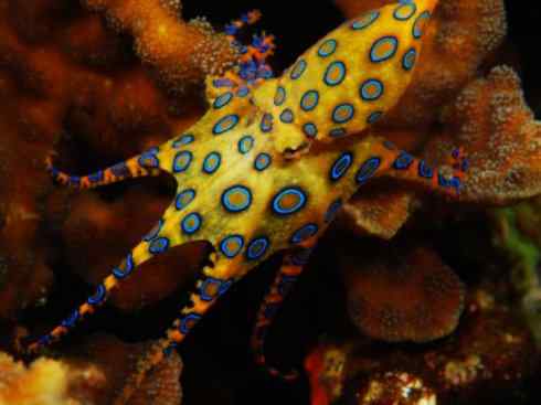 自然奇观:动物大迁徙(乌贼) 自然奇观:动物大迁徙(乌贼)