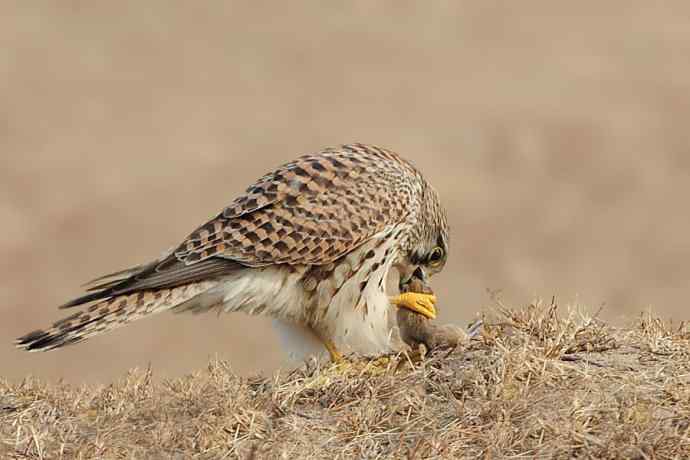 稳坐食物链高端的红隼（摄于康西草原）