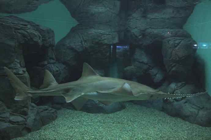 鱼类活化石：锯鳐