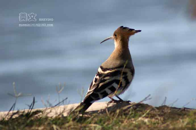 四川西昌鸟类摄影——戴胜