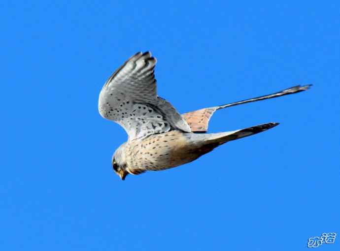 官厅水库&nbsp;wbr路&nbsp;wbr风中悬停的红隼