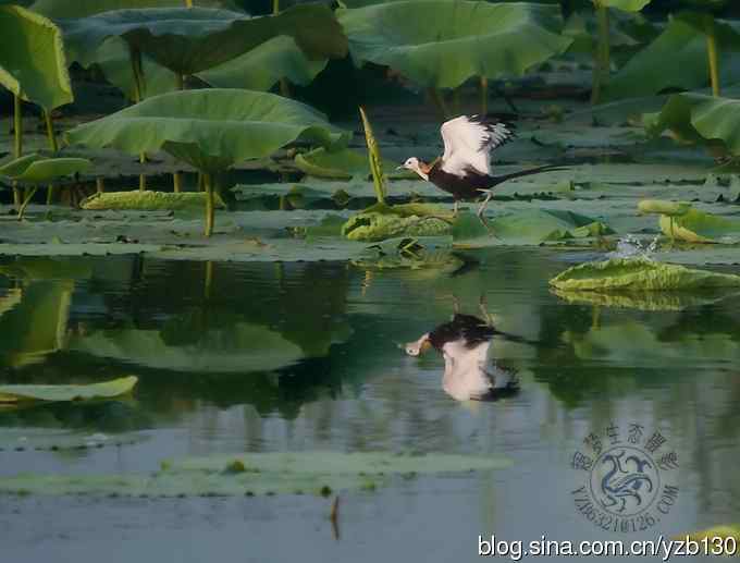 凌波仙子鈥斺斘业拿沃星槿耍ㄗ橥迹22张图片）