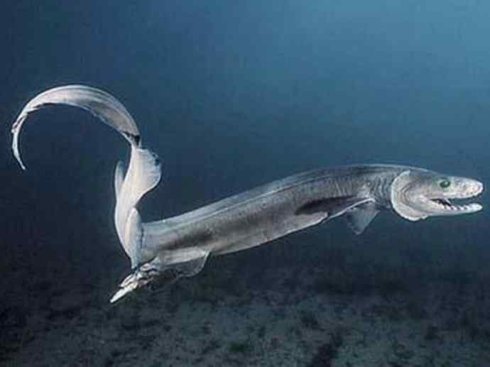 鱼类活化石：皱鳃鲨