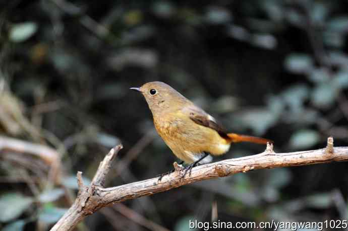 雌性北红尾鸲（3）