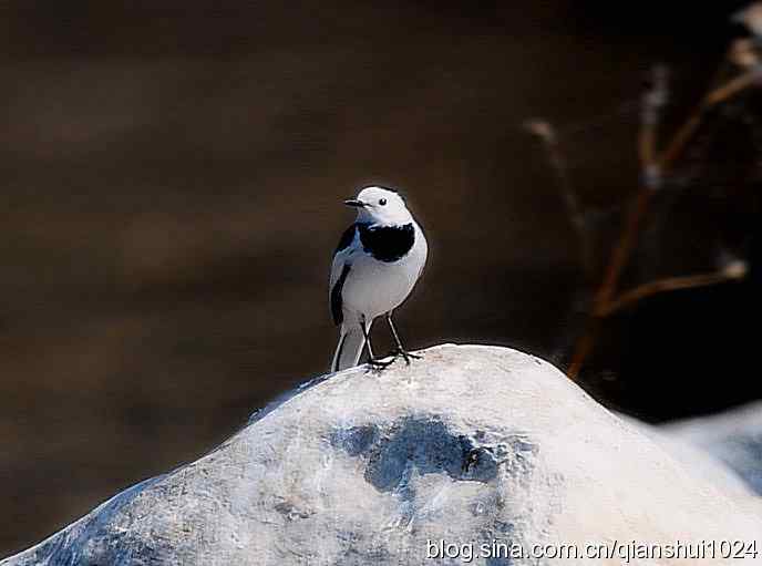 爱干净的小鹡鸰(十渡)