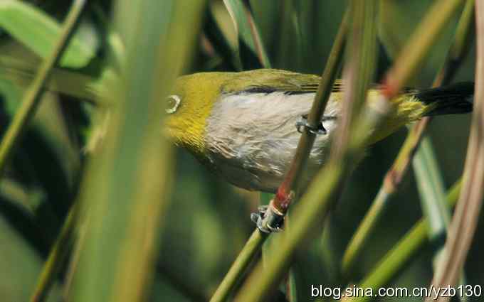 第一次遇到绣眼鸟（组图）