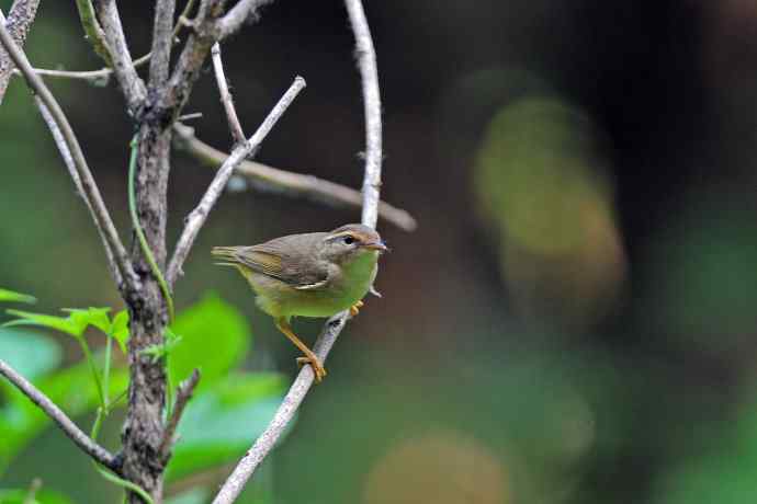 巨嘴柳莺(9) 巨嘴柳莺(9)