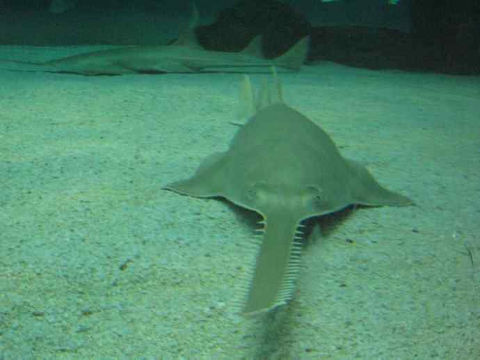 鱼类活化石：锯鳐