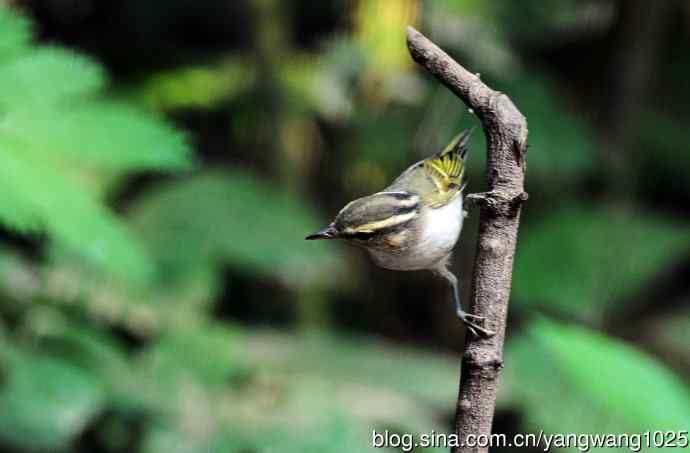 黄眉柳莺（15）