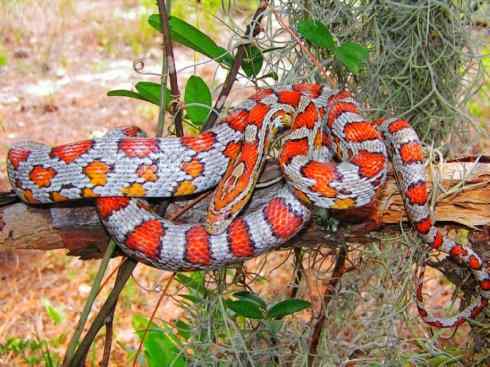 龙：传说的兽原型探秘（游蛇类）