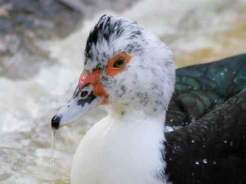 家禽驯化之源之二