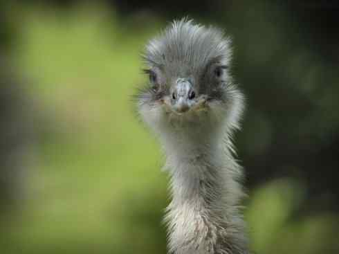 家禽驯化之源之十二