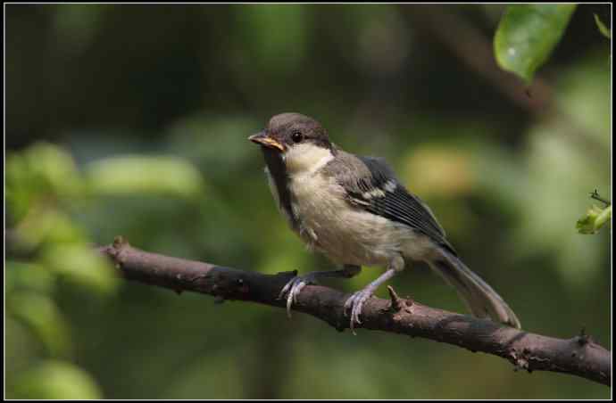 大山雀有儿初长成