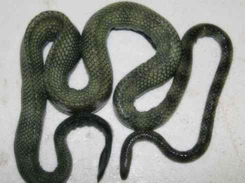 龙:传说的兽原型探秘(海蛇类) 龙:传说的兽原型探秘(海蛇类)