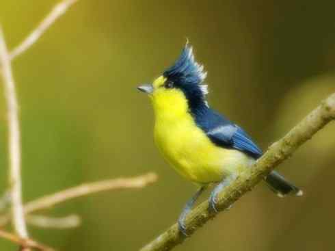 家禽驯化之源之二十六