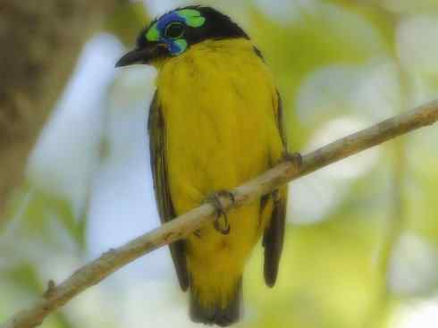 奇特的盔：盔鵙