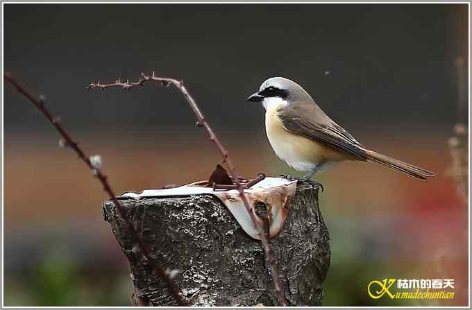 红尾伯劳一组【照片】