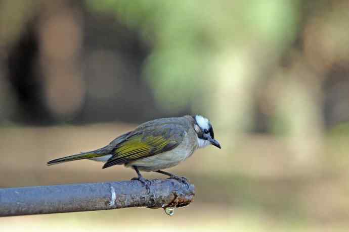 白头鹎（随拍）1