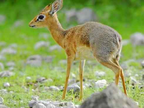 麒麟：传说的兽原型探秘（鹿羚）