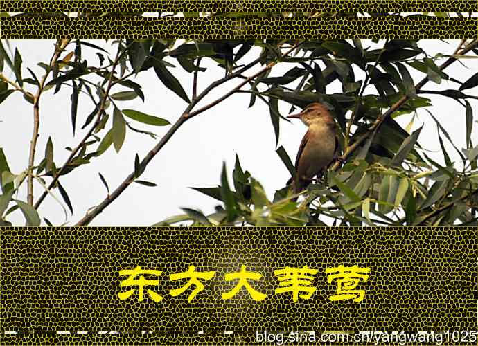 北京奥体森林公园的鸟类——东方大苇莺