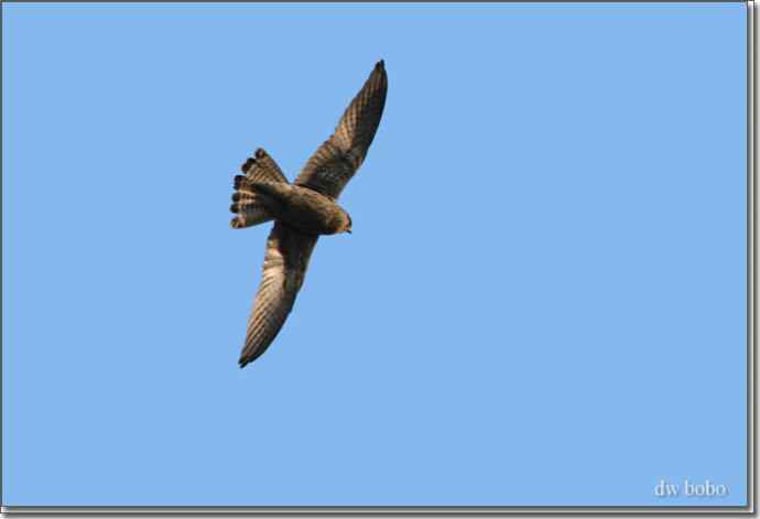 野鸭湖猛禽-红隼、短耳鸮、毛脚鵟