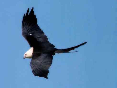 白头鸟系列：另类的美丽（燕尾鸢）
