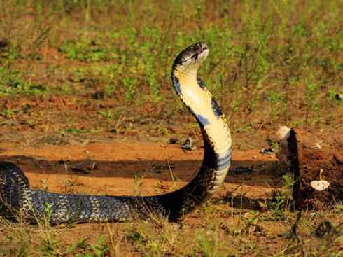 龙:传说的兽原型探秘(眼睛蛇类) 龙:传说的兽原型探秘(眼睛蛇类)